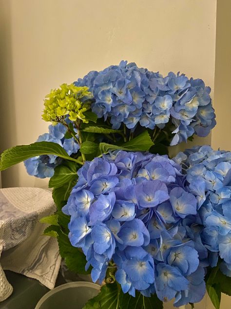 Aesthetic, flowers, blue, blue flowers, blue aesthetics, vintage, pretty,  flowers Blue Hydrangeas Aesthetic, Cornflowers Aesthetic, Blue Plant Aesthetic, Cornflower Blue Aesthetic, Blue Hydrangea Aesthetic, Blue Flowers Aesthetic, Hydrangea Aesthetic, Type Of Flowers, Aesthetic Azul