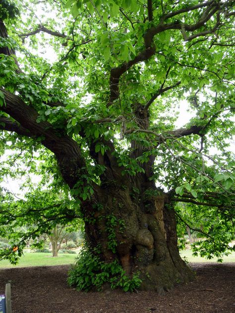 Sweet Chestnut Tree, Kew Gardens        The oldest tree in Kew Gardens, believed to have been planted in the early 18th century. Sweet Chestnut Tree, Chestnut Tree, Tree Aesthetic, Sweet Chestnut, Chestnut Trees, Giant Tree, Beautiful Trees, Magic Garden, Garden Aesthetic