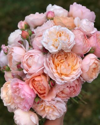 Marryn Mathis (@thefarmhouseflowerfarm) • Instagram photos and videos Crown Princess Margareta, Jude The Obscure, David Austin Roses, David Austin, English Roses, Crown Princess, Flower Beauty, The Lady, Cottage Garden