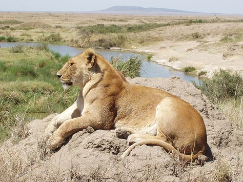 Lioness resting on termite mound in the Serengeti, Tanzania, Africa by jfarris, via Flickr Lioness Sitting, Termite Mound, Serengeti Tanzania, Lioness Tattoo, Tattoo Lion, Lion Tattoos, Lion Photography, Lions Photos, Lion Drawing