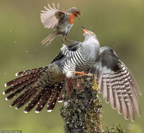 The cuckoo looks up in fear as the robin flies down in to its face. The larger bird seems ... Dramatic Pictures, Bird Attack, Dramatic Photos, Bird Flying, Battle Royal, Pretty Animals, The Nest, Grappling, Realistic Drawings