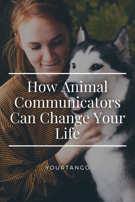 Animal Communicators Don’t Just Connect You To Your Pet — They Change Your Life | Polly Wirum | YourTango #pet #pets #petlife Animal Communication Activities, Love Will Find You, Animal Communication, Animal Help, Animal Sanctuary, Energy Work, I Want To Know, Pet Life, Animal Companions