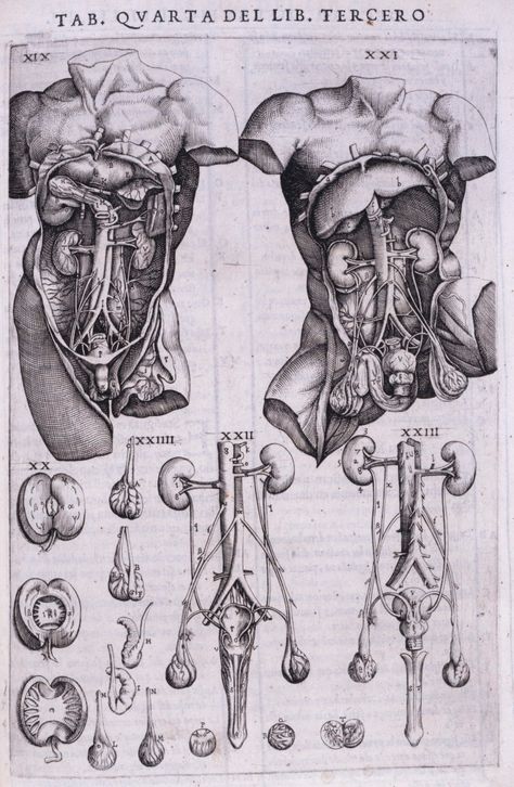 Internal Organs of the Human Body, 1556- Andreas Vesalius Organ Diagram Human, Human Organs Sketch, Creepy Anatomy Art, Internal Organs Art, Human Body Layers, Anatomy Reference Organs, Anatomy Organs Art, Victorian Anatomy Drawings, Victorian Medical Illustration