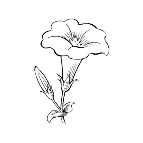 Moonflower Sketch, Angel Trumpet Tattoo, Trumpet Flower Tattoo, Moonflower Drawing, Moonflower Garden, Moonflower Tattoo, Flower Sketching, Sketchy Drawings, Embroidery Stencils