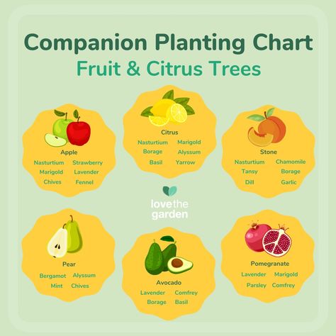 Permaculture Guilds, Tree Guild, Homestead Plans, Fruit Forest, Trees Backyard, Backyard Orchard, Fantasy Farm, Planting Chart, Companion Planting Chart