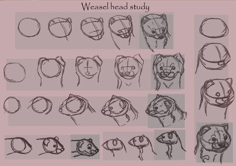 Weasel head study by =Tianithen on deviantART Weasel Anatomy, Weasel Drawing, Fur Tutorial, Drawing Proportions, Character Design Tips, Head Study, Water Color Pencil, Nature Sketch, Drawing Heads