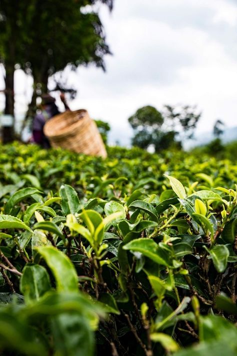 Tea Garden Photography, Tea Garden Plants, Tea Background, Dilmah Tea, Tea Plants, Whatsapp Background, Assam Tea, Tea Farm, Dream Tea