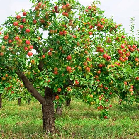 Apple Tree From Seed, Tree House Drawing, Apple Plant, Prune Fruit, Palm Tree Pictures, Pruning Fruit Trees, Growing Fruit Trees, Fuji Apple, Areas Verdes