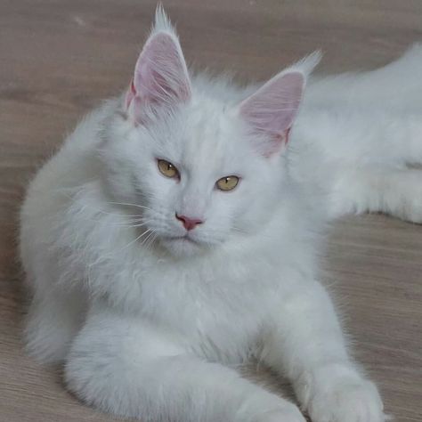 White Cat Heterochromia, Mancoon Cats, White Cat With Orange Spots, White Cat With Yellow Eyes, White Wolf With Yellow Eyes, White Cat And Blue Eyes, White Cat With 2 Color Eyes, Cat Entertainment, Gallery Ideas