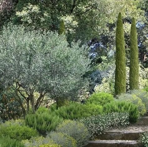 A Landscape Architect on Instagram: "By @riviera_gardens France The garrigue, perfumed by rosemary and santolina, is re-created in this private garden, to be enjoyed during summer holidays. Designed by Riviera Gardens.  Plants: Rosmarinus officinalis  Santolina chamaecyparisus Erigeron karvinskianus  Cupressus sempervirens  Olea europaea  #gardendesign #rosmarinusofficinalis #santolina #erigeron #cupressussempervirens #olea #oleaeuropaea #exteriordesign #landscapearchitecture #landscapearchitect #garden_styles #outdoorliving #gardenlife #perennialgarden #jardinagem #gardeninspiration #gardenlove #paisagismo #giardino#gardenmakeover #finearchitecture #outdoorentertaining #gardeninspo #gardenart #gardendesigner #gardengoals #areaexterna #landschaftsarchitektur #privategarden" Santolina Chamaecyparissus, French Pool, Rosemary Garden, Greek Garden, Landscaping A Slope, Provence Garden, Cupressus Sempervirens, Garden Desig, Rosemary Plant