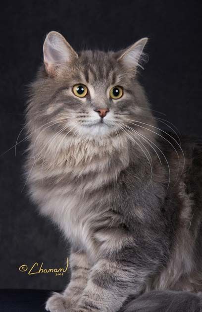 Siberian Forest Cat, Siberian Cats, Top Cat, Siberian Cat, Gorgeous Cats, Forest Cat, Norwegian Forest Cat, Cat Names, Cat Aesthetic