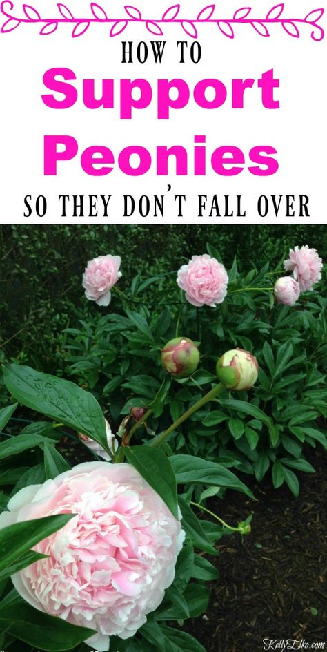 Peony Supports and Growing Tips - Kelly Elko Peony Support, Spring Perennials, Peony Care, Growing Peonies, Fall Over, Peonies Garden, Flowers Wallpaper, Companion Planting, Planting Herbs