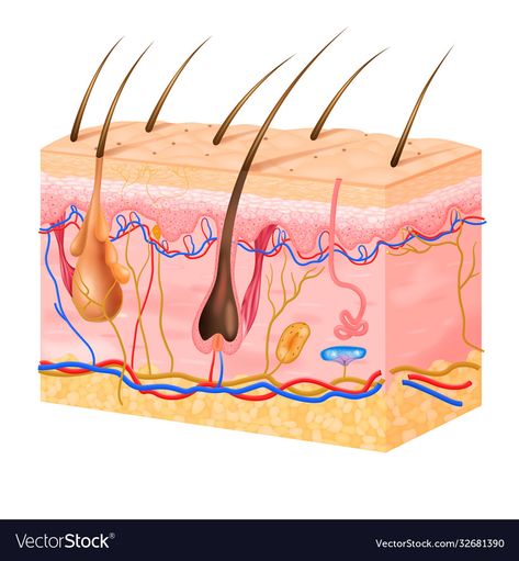 Skin Anatomy, Phi Brows, Hair Vector, Human Body Systems, Skin Structure, Body Systems, Layered Hair, Vector Photo, Image Illustration