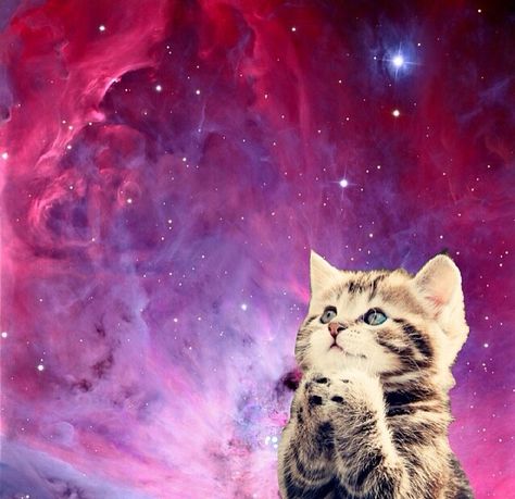 Space cats Trippy Cat, Punk Poster, Galaxy Cat, Cat Blanket, Silly Cats Pictures, Space Cat, Silly Cats, 귀여운 동물, Cuteness Overload