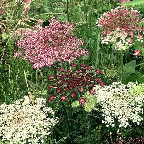 Chocolate Lace, Wild Carrot, Carrot Flowers, Daucus Carota, Meadow Garden, Spring Wedding Flowers, Inspire Me Home Decor, Beautiful Flowers Garden, Flower Names