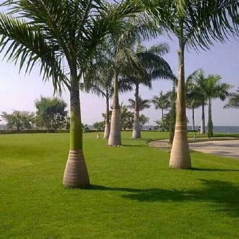 Royal palm trees Royal Palm Tree, Foxtail Palm, Palm Trees Landscaping, Palm Garden, Garden Flower Beds, Home Gardens, Beautiful Flowers Garden, Outdoor Entertaining Area, Landscape Projects