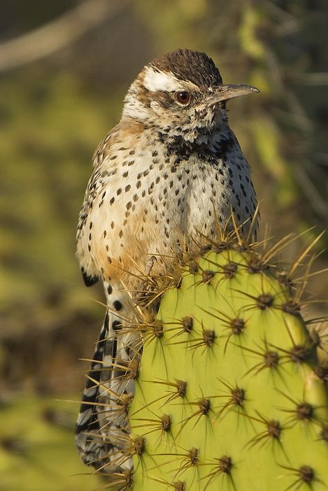 Cactus Wren (Campylorhynchus brunneicapillus) 8 021014 | Flickr Cactus Wren, Desert Plants, Wren, Cactus, Birds, Plants, Animals, Christmas, Art