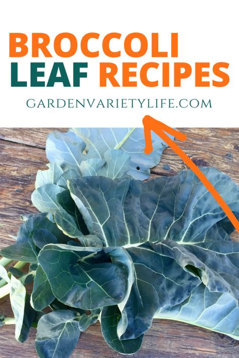 Whole Plant, Whole Food – Broccoli - Garden Variety Life Broccoli Leaves Recipe, Broccoli Garden, Harvesting Broccoli, Suburban Homesteading, Broccoli Leaves, Cauliflower Leaves, Broccoli Plant, Plant Diet, How To Cook Greens