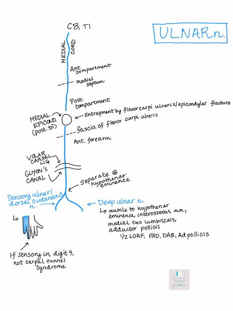 Axillary Nerve, Anatomy Notes, Nerve Anatomy, Med School Study, Physical Therapy School, Human Muscle Anatomy, Ulnar Nerve, Anatomy Bones, Gross Anatomy