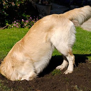 5 DIY Secrets To Fixing Common Pet Problems | Reader's Digest Dogs Digging Holes, Stop Dogs From Digging, Dog Digging, Dog Friendly Garden, Digging Dogs, Cheap Dogs, Dog Info, Modern Dog, Animal Care