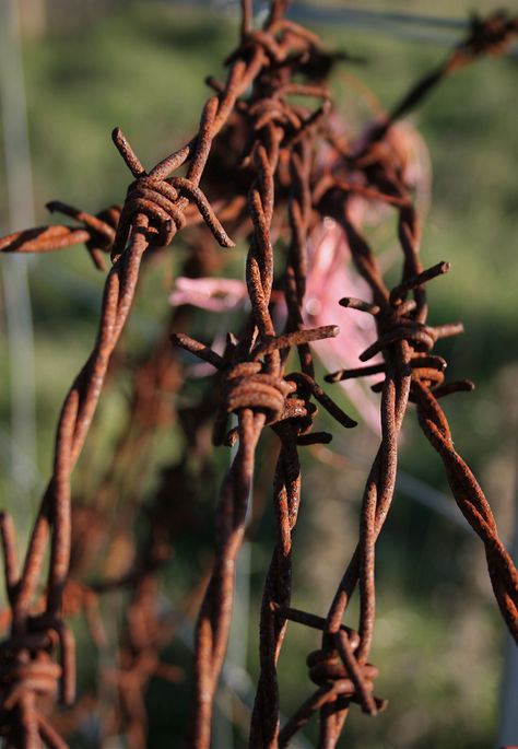 https://flic.kr/p/5C8kxj | rusted barb | coil of barbed wire fencing used on the farm 1 1/2 hours north west of melbourne Wire Texture, Sick Mind, Wire Fencing, Rust Never Sleeps, Barbed Wire Fencing, Country Fences, Western Wild, Rust In Peace, Barb Wire