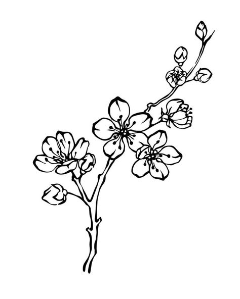 Hand drawn cherry blossom branch outline monochrome vector illustration Cherry Blossom Outline, Blossom Drawing, Anime Cherry Blossom, Cherry Blossom Vector, Cherry Blossom Drawing, Branch Drawing, Cherry Blossoms Illustration, Monochrome Illustration, Blossom Branch