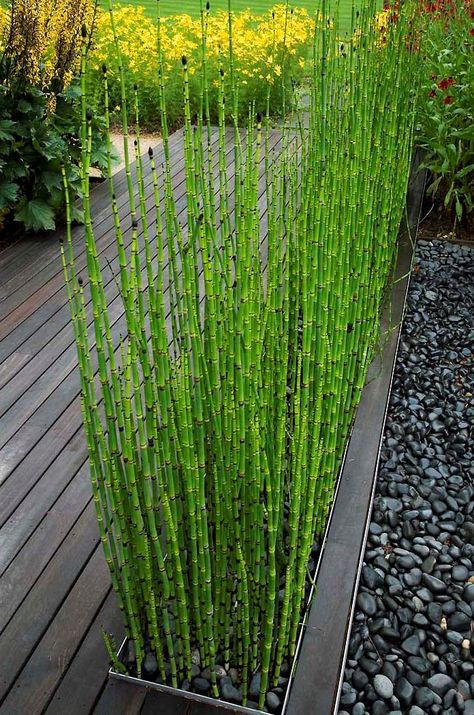 Using Architectural Plants in the Garden - Tips & Ideas! Horsetail reed (grown the right way) is a great way to add structure to your garden! These are incredibly invasive, but grown contained in a container are interesting plants. Patio Landscape Design, Tanaman Air, Modern Garden Landscaping, Bamboo Seeds, Kolam Koi, Bog Plants, Architectural Plants, Modern Landscape Design, Have Inspiration