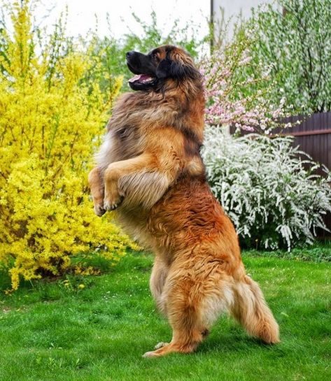 14 Reasons Why You Should Never Own Leonbergers | Page 4 of 5 | PetPress Leonberger Dog Gentle Giant, Leonberger Dog Puppy, Velcí Psi, Leonberger Puppy, Landseer Dog, Leonberger Dog, Painting Dogs, Pet Anime, Dogs Big