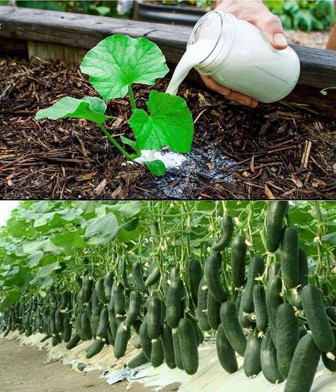 Simple Home Ideas Home Made Fertilizer, Tomato Suckers, Natural Plant Fertilizer, Growing Cabbage, Health Benefits Of Carrots, Cucumber Plants, Vegetable Harvest, Snails In Garden, African Violets Plants