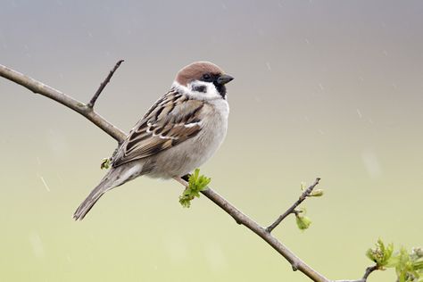 Tree sparrow, Passer montanus, single bird on branch, Warwickshire, April 2012 Tree Sparrow, Sunflower Pictures, Bird On Branch, April 2012, Birds Tattoo, Bird Photo, Cute Images, Nature Animals, Wildlife Photography