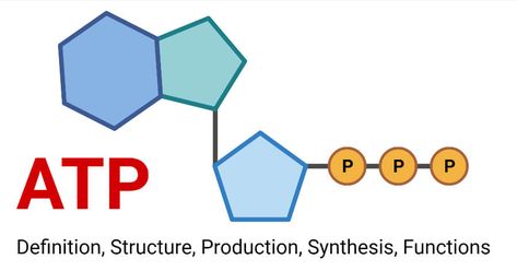 Adenine Structure, Adenosine Triphosphate, Atp Biology, A Level Biology Revision, Oxidative Phosphorylation, Anaerobic Respiration, Electron Transport Chain, General Biology, A Level Biology