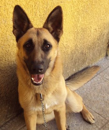 German Shepherd Facts, Female German Shepherd, German Shepherd Training, Dog Cat Pictures, Cute Puppies And Kittens, Shepherd Dog Breeds, Black German Shepherd, Poor Dog, Dog Information