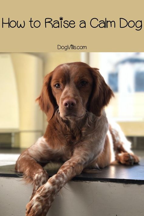 How To Raise a calm dog: Looking for the best tips for training a puppy so that it grows into a mellow dog? Lou Dog, Training A Puppy, Puppy Time, Puppies Tips, Calm Dogs, Best Dog Training, Puppy Care, Dog Training Obedience, Dog Behavior