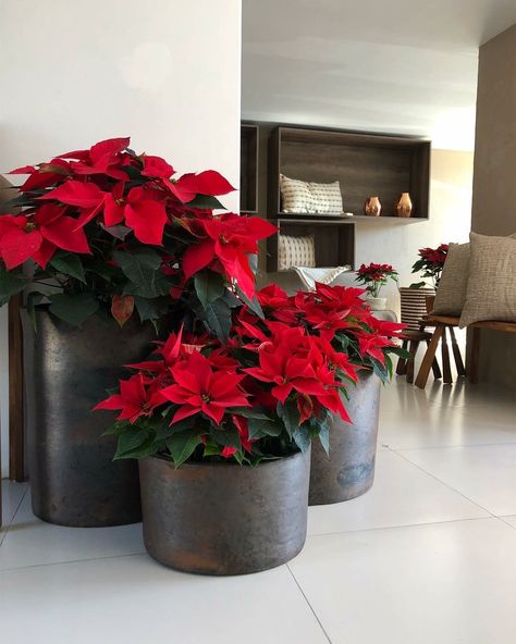 Poinsettia Decorating Ideas, Poinsettia Christmas Decor, Winter Wonderland Lights, Poinsettia Decor, Poinsettia Plant, Lights For Christmas, Front Door Christmas Decorations, Christmas Pots, Christmas Flower Arrangements