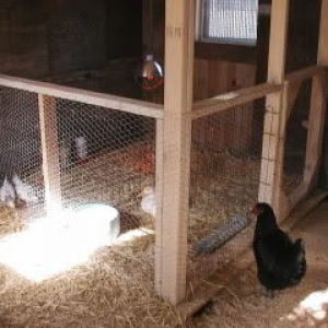 I really like this brooder/nursery/grow out pen inside the coop. I will be doing this! Grow Out Pens For Chicks, Brooder Inside Coop, Brooder Inside Chicken Coop, Chickens Backyard Breeds, Inside Chicken Coop, Chicken Brooder, Chicken Houses, How To Raise Chickens, Backyard Chicken Coop Plans