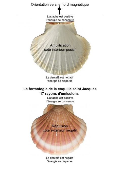 Coquille St Jacques, Coquille Saint Jacques, Saint Jacques, Super Star, Shadow Work, Book Of Shadows, Feng Shui, Reiki, Zen