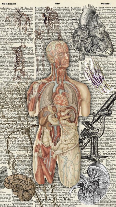 Science Header Aesthetic, Medical Background Aesthetic Laptop, Biology Art Wallpaper, Vintage Medical Aesthetic, Medical Background Aesthetic, Human Anatomy Picture, Human Brain Anatomy, Medical Wallpaper, Biology Art