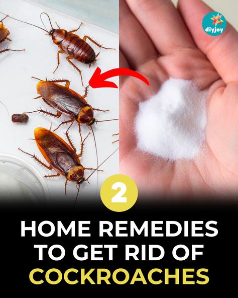 Dealing with cockroaches at home? Get rid of them with these DIY natural cockroach repellents. Find the instructions here. Home Remedies For Cockroaches, Home Remedies For Roaches, Fall Hanging Baskets, Cockroach Repellent, Get Rid Of Cockroaches, German Cockroach, Diy Floor Cleaner, Bad Bugs, Mosaic Birdbath