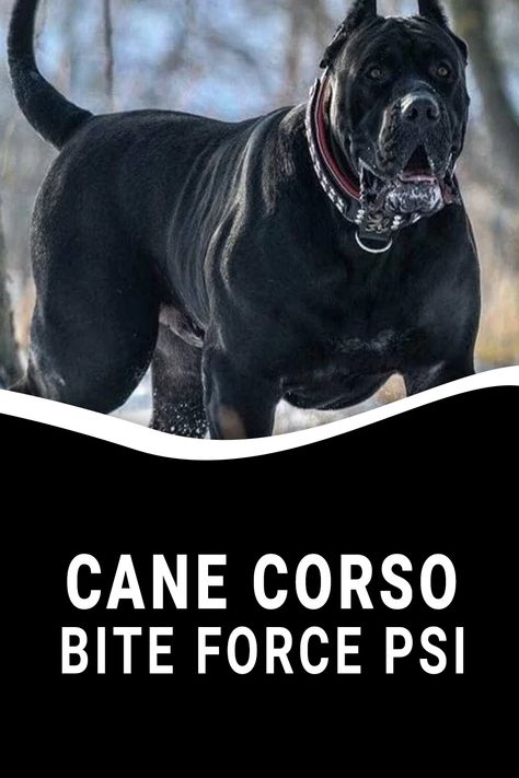 Cane Corso Bite Force PSI Black Cane Corso Dog, Burgundy Thigh High Boots, Cana Corso, Black Cane Corso, Cane Corso Dog Breed, Cane Corsos, Well Mannered, Cane Corso Puppies, Cane Corso Dog