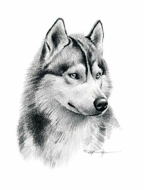 Husky Caine Husky, Husky Tattoo, Husky Art, Husky Drawing, Pencil Drawing Tutorials, 강아지 그림, Drawing Faces, Husky Mix, A Wolf