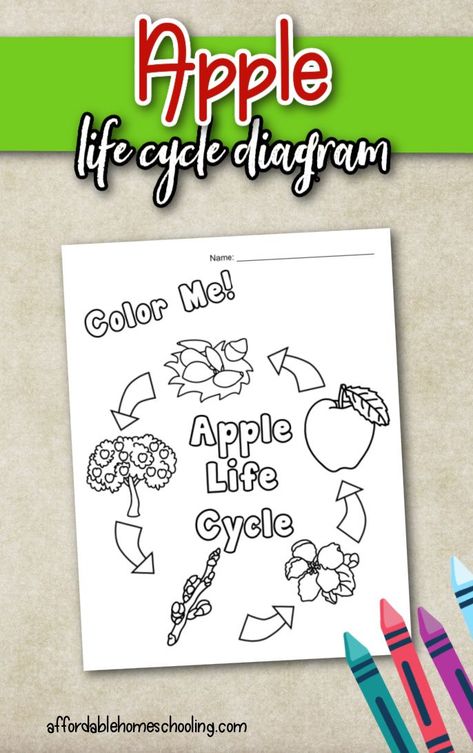 This printable diagram is a great way to teach kids about the life cycle of an apple. It's simple and easy to follow, making it perfect for homeschooling or just general knowledge! Life Cycle Of An Apple Printable Free, Apple Life Cycle Printable Free, Autumn Homeschool, Apple Tree Life Cycle, Life Cycle Of An Apple, Tree Worksheet, Apple Life Cycle, Life Cycle Craft, Room Crafts