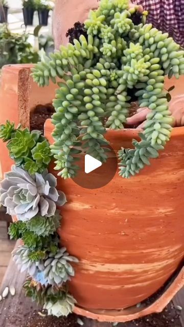 Andrea Hansen on Instagram: "I found my next #succulent project.  Now the question is, do I break a brand new pot? Does anyone in my area has a broken one willing to let go to a good cause?  #gardening #succulents #pnw #pnwwonderland" Broken Pot Succulent Garden, Suculents Pot Ideas, Broken Clay Pots Ideas, Broken Pot Garden, Welcome To The Jungle, Succulent Arrangements, Succulent Plants, Succulents Diy, Good Cause