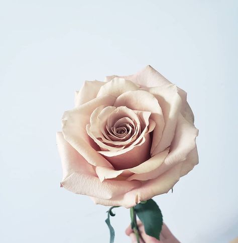 I think these may be the creamiest + dreamiest Quicksand roses ever.  There's just something about them 😍 . As florists we are never 100%… Quicksand Rose, Medieval Feast, Autumn Bouquet, Floral Style, Wedding Florist, Wedding Season, Summer Wedding, Wedding Decor, Florist