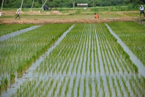 What is Irrigation? | Methods of Irrigation(Types) | Advantages & Disadvantages of Irrigation 4 Nigerian Rice, Snail Farming, Irrigation Methods, Sprinkler Irrigation, Farming Business, Cattle Farming, Food Security, Drip Irrigation, Organic Fertilizer