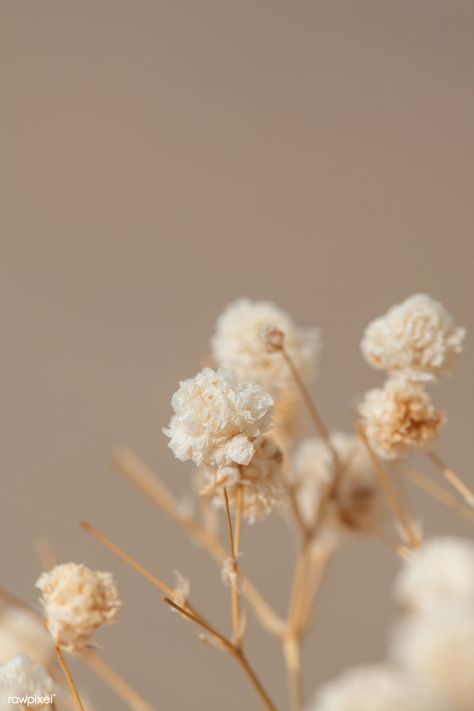 Dried gypsophila flowers macro shot | premium image by rawpixel.com / Teddy Rawpixel Earth Tones Wallpaper Iphone, Dried Gypsophila, Window Shadow, Gypsophila Flower, Wallpaper Estetika, Flower Window, Cream Aesthetic, Beige Wallpaper, Images Esthétiques