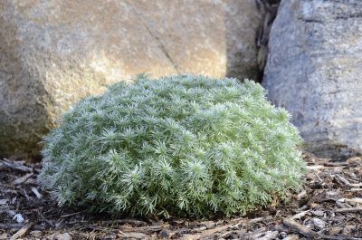 Artemisia Winter Care: Tips On Winterizing Artemisia Plants -  Winter care for Artemisia is fairly minimal, but there are few tips and tricks to remember so the plant has the best chance of survival over the cold season. This article will help with information on caring for Artemisia over winter. Silver Mound Artemisia, Artemisia Plant, Silver Mound, Garden Walkway, Coastal Gardens, Ground Cover Plants, Traditional Garden, Charming Garden, Plant Combinations