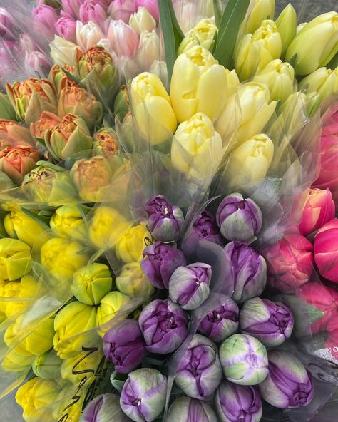 Specialty @vanco_tulips parrot & double tulip bunches available while quantities last!! Parrot, Tulips, Plants, Quick Saves