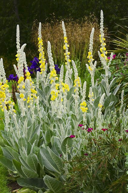 Linda Cochran's Garden: Verbascum Bombyciferum, iris, silene coronaria, indian rice grass Verbascum Bombyciferum, Garden Composition, Wood Cottage, Cottage Nursery, Dry Garden, Gravel Garden, Plant Combinations, Last Post, Country Gardening