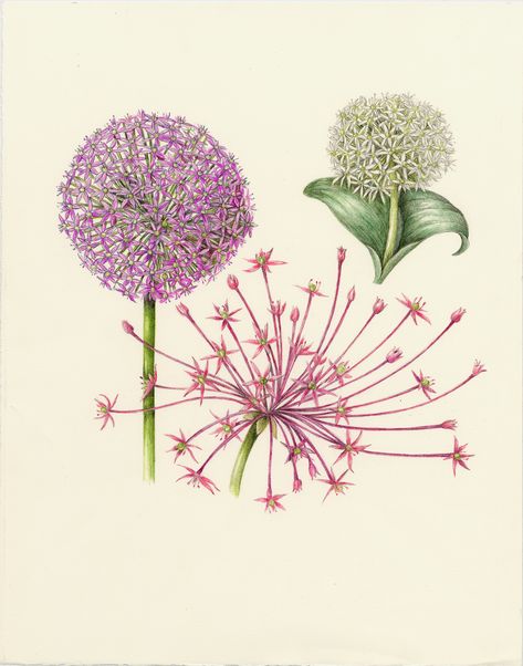 Flowers Gallery — Botanical Artist & Illustrator, Learn to draw Art Books, Art Supplies, Workshops Wendy Hollender, Botanical Illustration Black And White, Allium Flower, Garlic Flower, Allium Flowers, Nature Illustrations, Zinnia Elegans, Hydrangea Quercifolia, Beautiful Flower Drawings