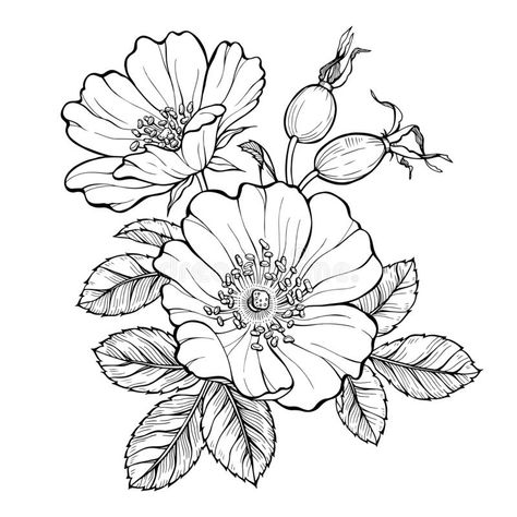 Wild rose flowers and berries, line art drawing. Outline vector illustration isolated on white background stock illustration Wild Rose Tattoo, Frühling Wallpaper, Wildflower Drawing, Flower Outline, Line Art Drawing, Flower Art Drawing, Flower Sketches, Roses Drawing, Floral Drawing